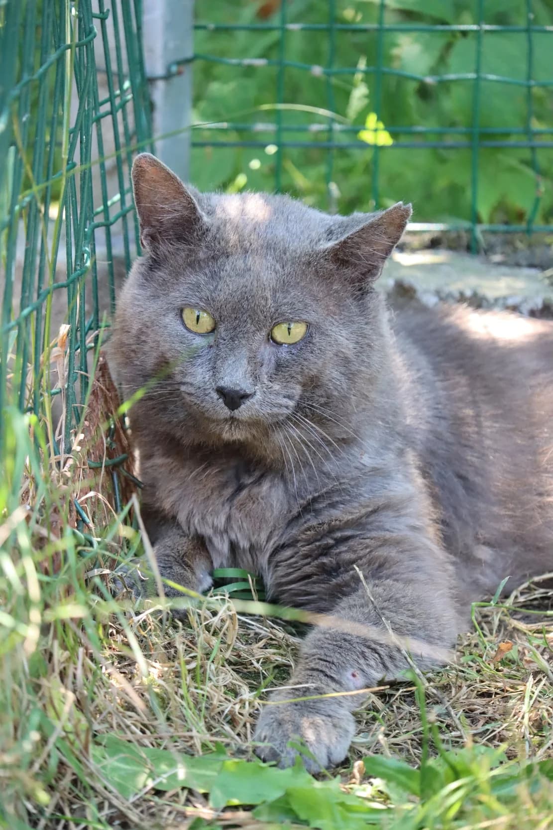 Austin, male senior Mixed Breed for adoption at SPA de Bordeaux et du Sud-Ouest, Bordeaux