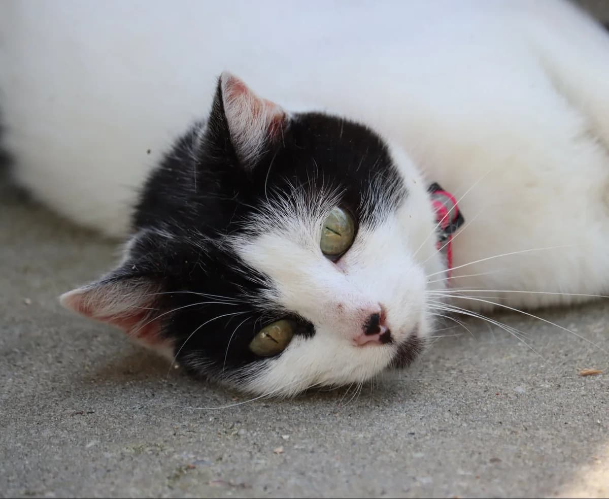 Plume, female 6yo Mixed Breed for adoption at SPA de Bordeaux et du Sud-Ouest, Bordeaux