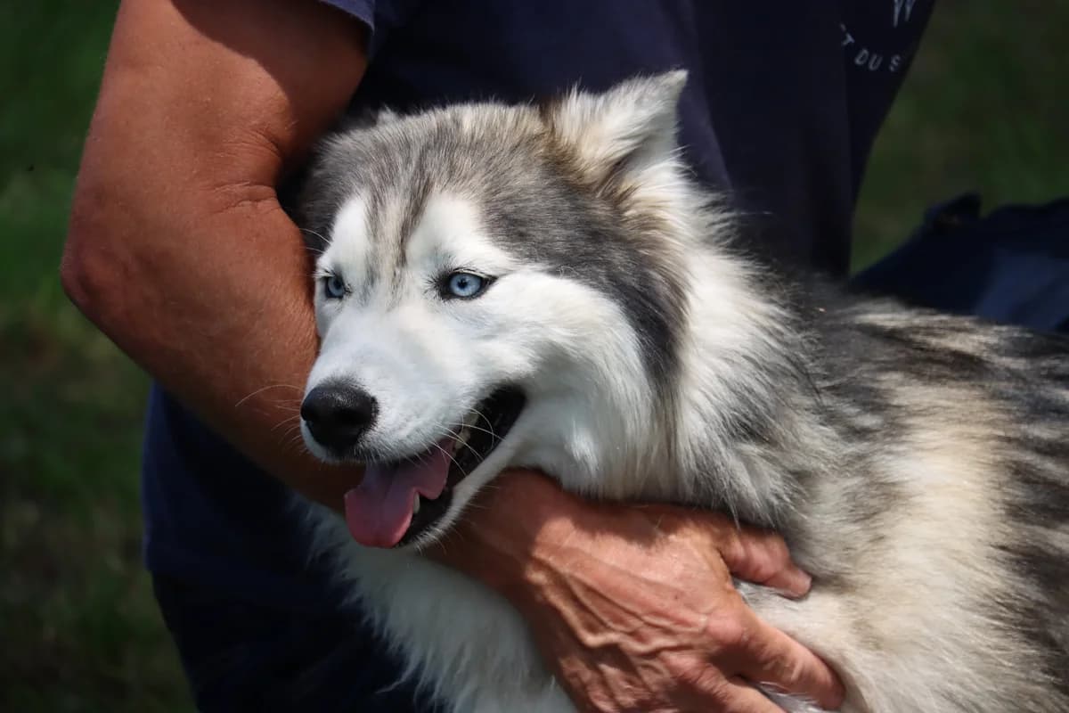 Silla, female 4yo Husky for adoption at SPA de Bordeaux et du Sud-Ouest, Bordeaux