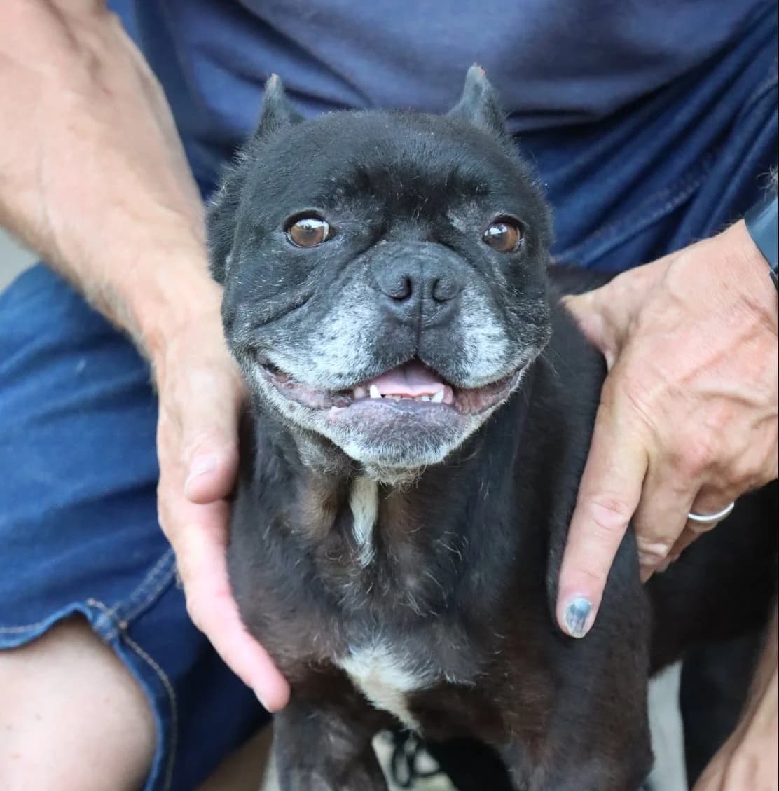 Diego, male 4yo French Bulldog for adoption at SPA de Bordeaux et du Sud-Ouest, Bordeaux