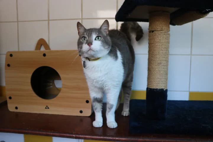 Pablo, male 3yo Mixed Breed for adoption at SPA de Bordeaux et du Sud-Ouest, Bordeaux