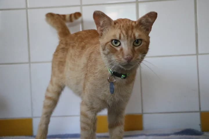 Eddie, male senior Mixed Breed for adoption at SPA de Bordeaux et du Sud-Ouest, Bordeaux