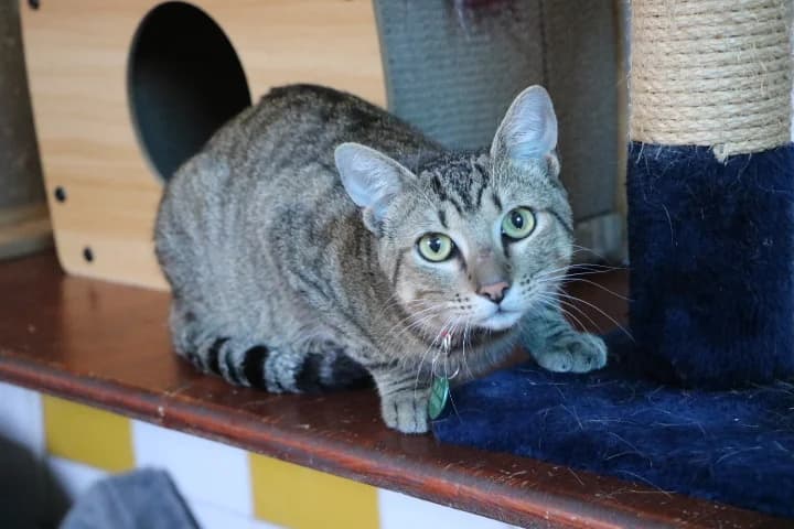 Basile, male young Mixed Breed for adoption at SPA de Bordeaux et du Sud-Ouest, Bordeaux