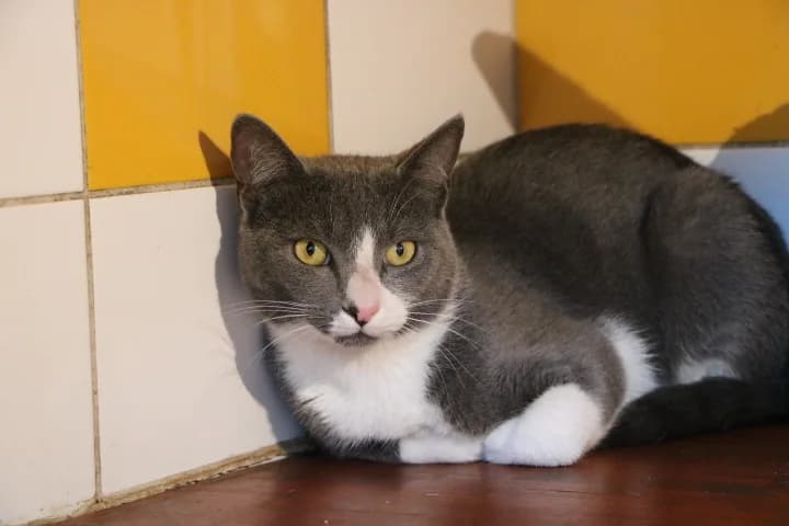 Mistigris, male young Mixed Breed for adoption at SPA de Bordeaux et du Sud-Ouest, Bordeaux