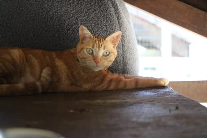 Mimine, female 3yo Mixed Breed for adoption at SPA de Bordeaux et du Sud-Ouest, Bordeaux