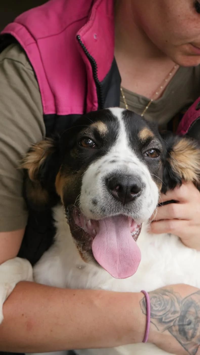 Elf, male puppy mixed breed for adoption at SPA de Bordeaux et du Sud-Ouest, Bordeaux