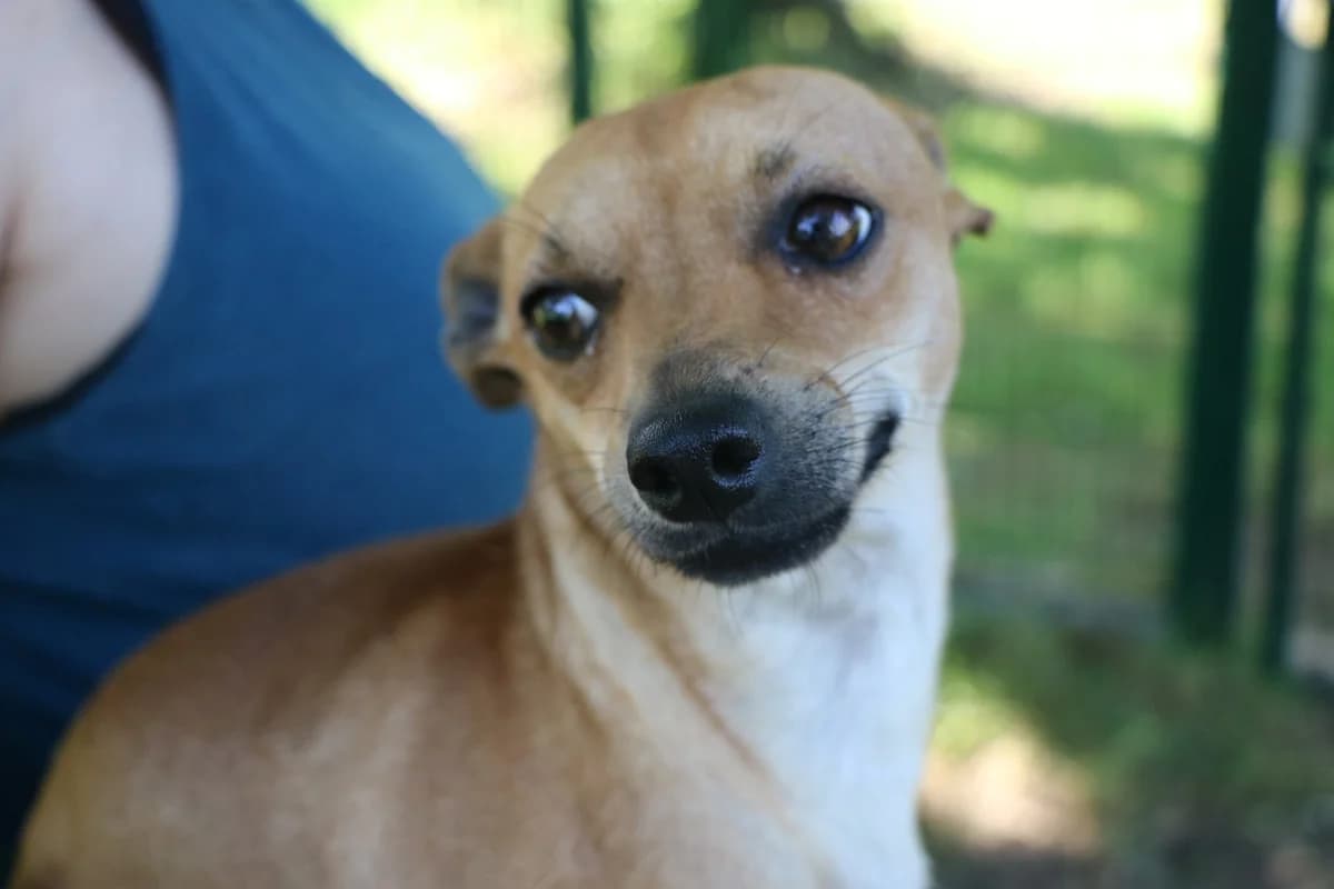 Toast, male 4yo mixed breed for adoption at SPA de Bordeaux et du Sud-Ouest, Bordeaux