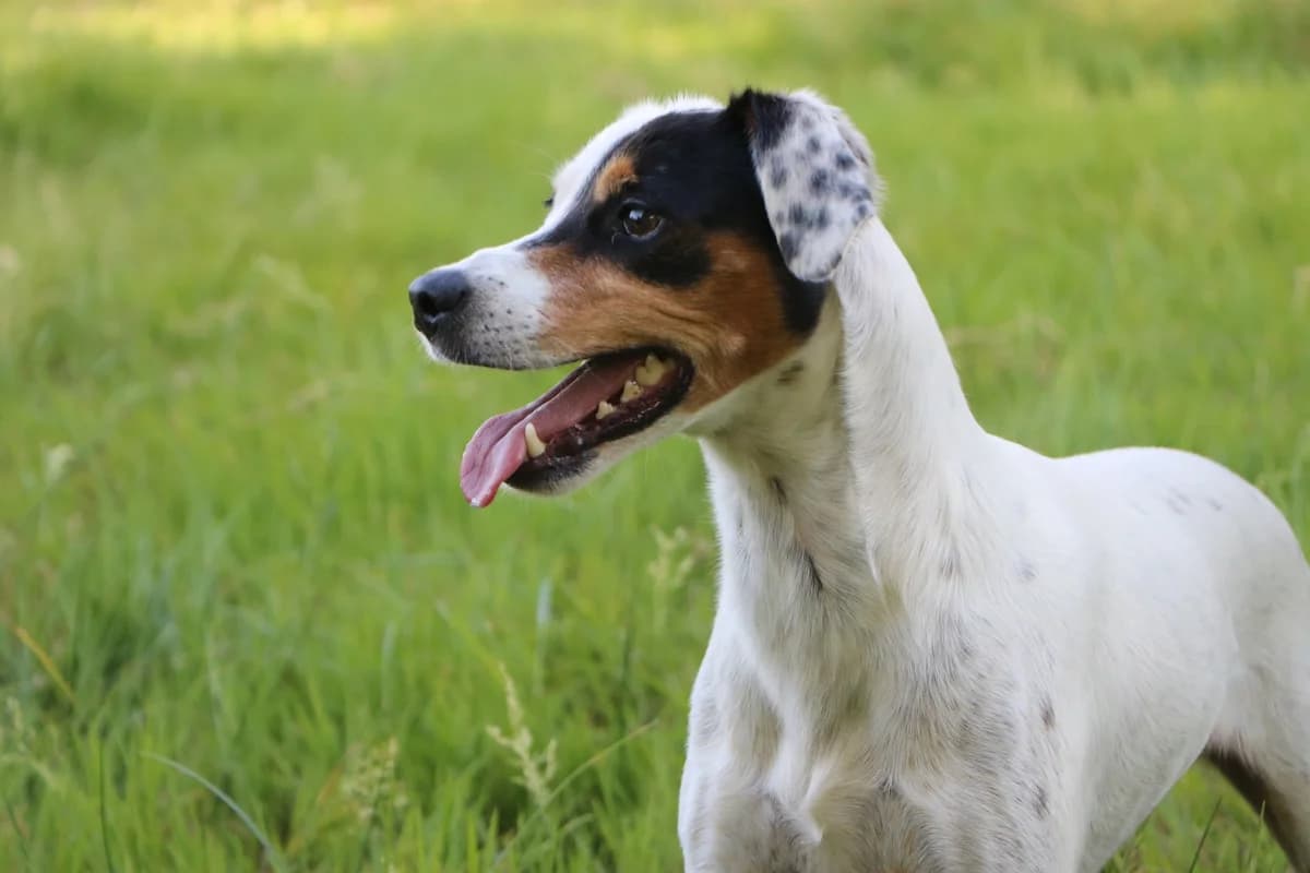 Ulane, female 7yo Jack Russell Terrier for adoption at SPA de Bordeaux et du Sud-Ouest, Bordeaux