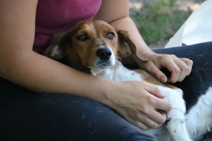 Hopis, female young Jack Russell Terrier for adoption at SPA de Bordeaux et du Sud-Ouest, Bordeaux