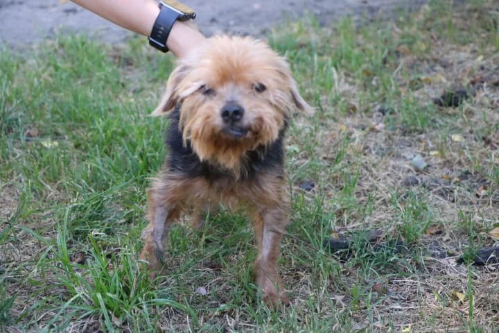 Mme Agecanonix, female senior Yorkshire Terrier for adoption at SPA de Bordeaux et du Sud-Ouest, Bordeaux