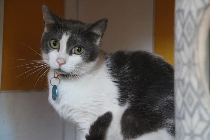 Vega, female 5yo Mixed Breed for adoption at SPA de Bordeaux et du Sud-Ouest, Bordeaux