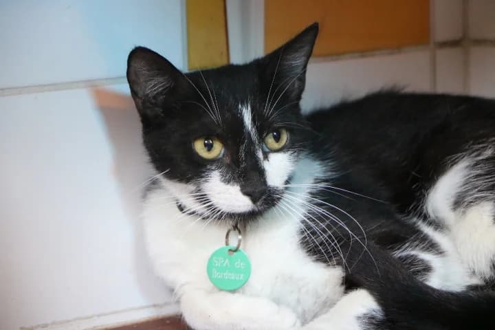 Olly, female 4yo Mixed Breed for adoption at SPA de Bordeaux et du Sud-Ouest, Bordeaux