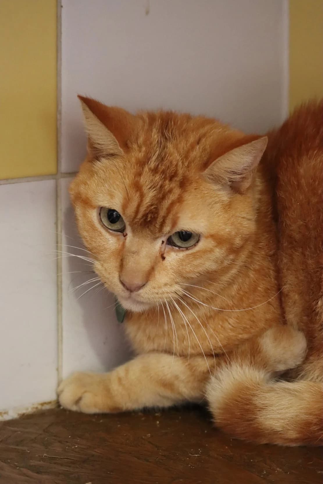 Simba, male 5yo Mixed Breed for adoption at SPA de Bordeaux et du Sud-Ouest, Bordeaux