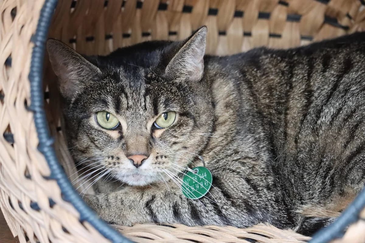 Belly, Mixed Breed (SPA de Bordeaux et du Sud-Ouest)