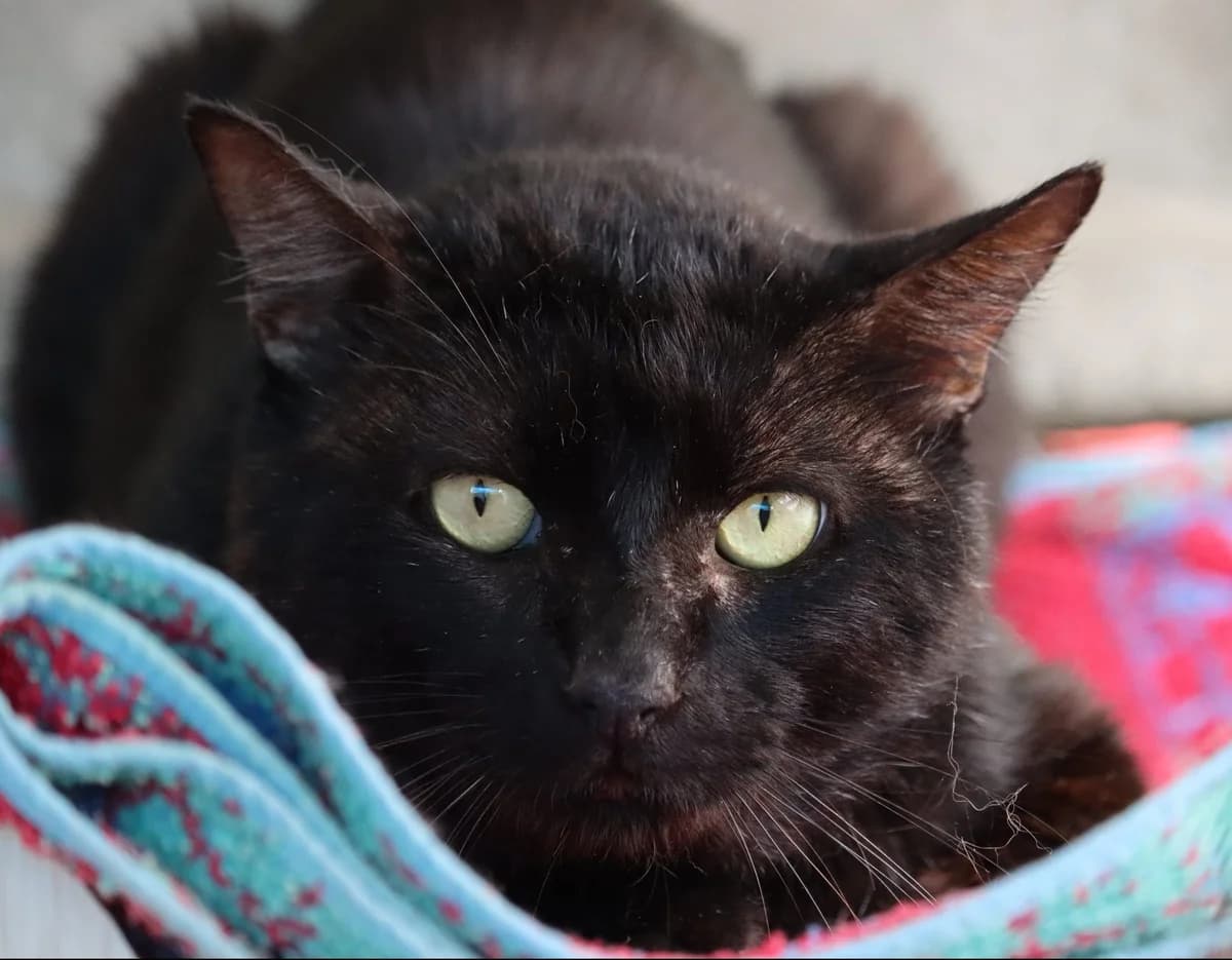 Cola, male senior Mixed Breed for adoption at SPA de Bordeaux et du Sud-Ouest, Bordeaux