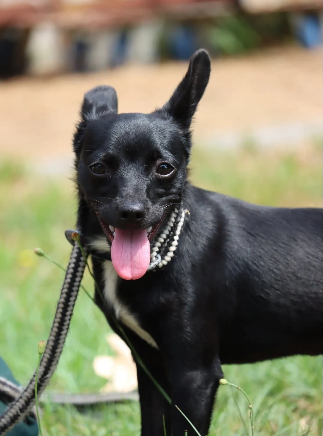 Café, female young Chihuahua for adoption at SPA de Bordeaux et du Sud-Ouest, Bordeaux