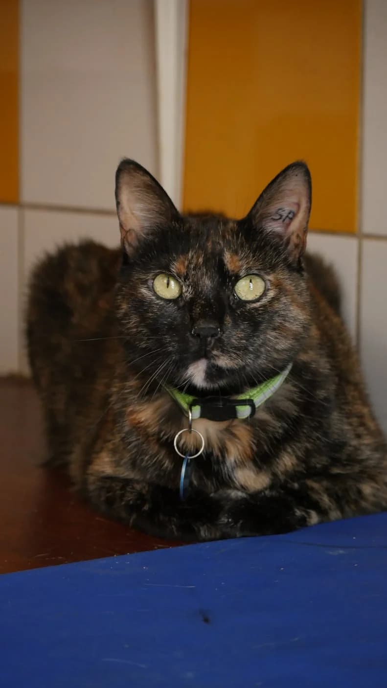 Sansa, female 3yo Mixed Breed for adoption at SPA de Bordeaux et du Sud-Ouest, Bordeaux