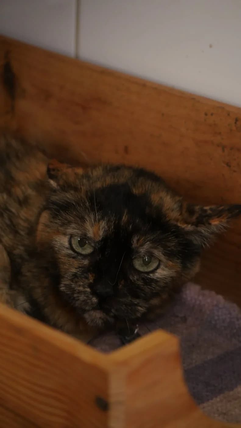 Minette, female senior Mixed Breed for adoption at SPA de Bordeaux et du Sud-Ouest, Bordeaux