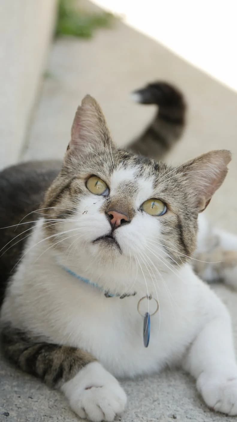 Hermès, male 3yo Mixed Breed for adoption at SPA de Bordeaux et du Sud-Ouest, Bordeaux