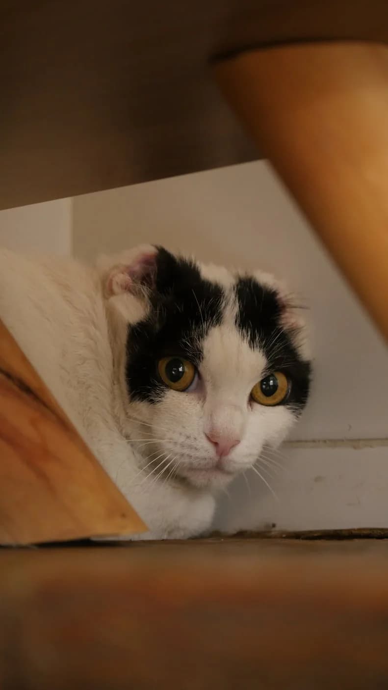Khaleesi, female 4yo Mixed Breed for adoption at SPA de Bordeaux et du Sud-Ouest, Bordeaux