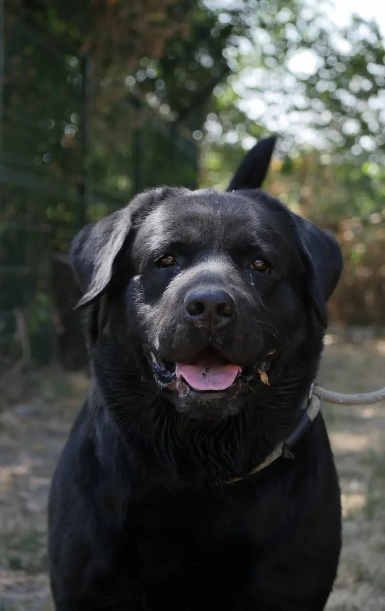 Stan, male 5yo Labrador Retriever for adoption at SPA de Bordeaux et du Sud-Ouest, Bordeaux