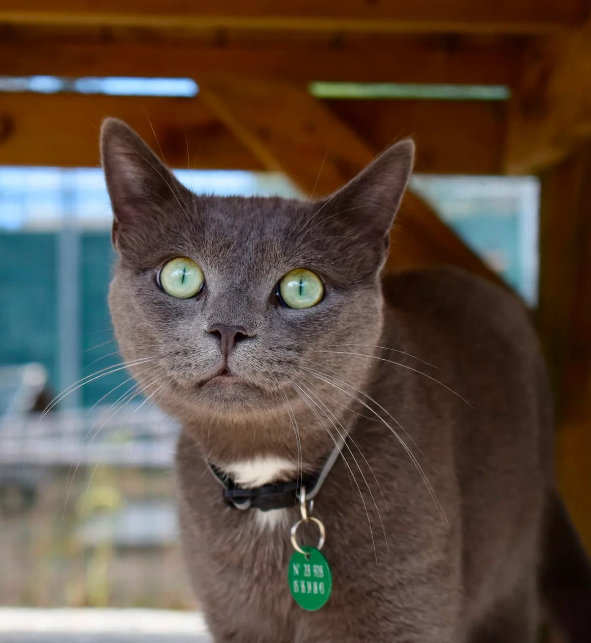 Sunfyre, male 3yo Mixed Breed for adoption at SPA de Bordeaux et du Sud-Ouest, Bordeaux