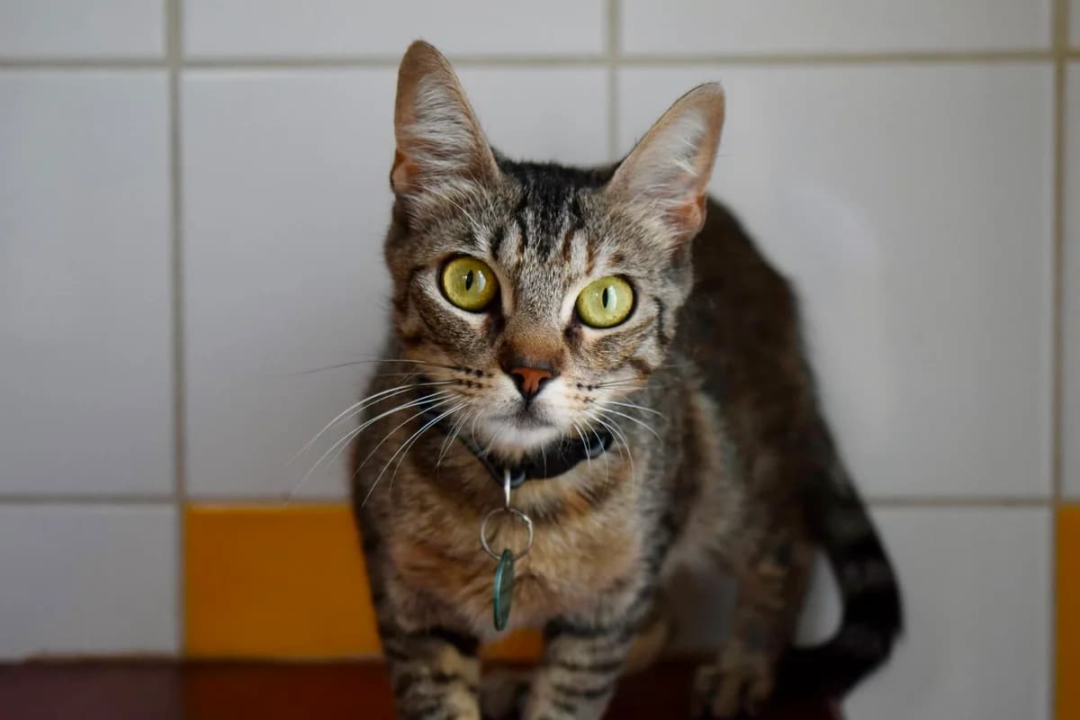 Meleys, female 5yo Mixed Breed for adoption at SPA de Bordeaux et du Sud-Ouest, Bordeaux