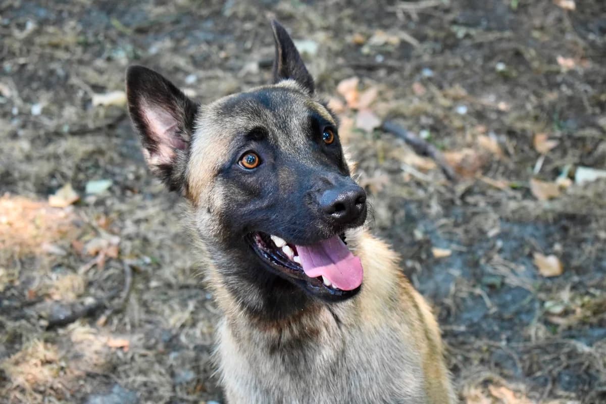 Natawak, male young Belgian Malinois for adoption at SPA de Bordeaux et du Sud-Ouest, Bordeaux