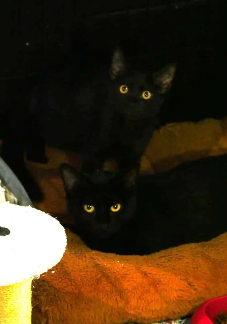 Lilie et Simba, female young Mixed Breed for adoption at SPA de Bordeaux et du Sud-Ouest, Bordeaux
