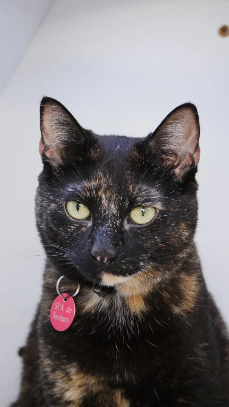 Boulette, female 4yo Mixed Breed for adoption at SPA de Bordeaux et du Sud-Ouest, Bordeaux