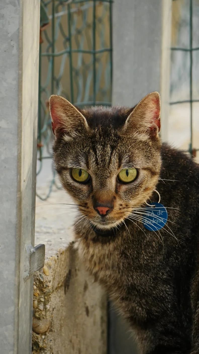 Popeye, male senior Mixed Breed for adoption at SPA de Bordeaux et du Sud-Ouest, Bordeaux
