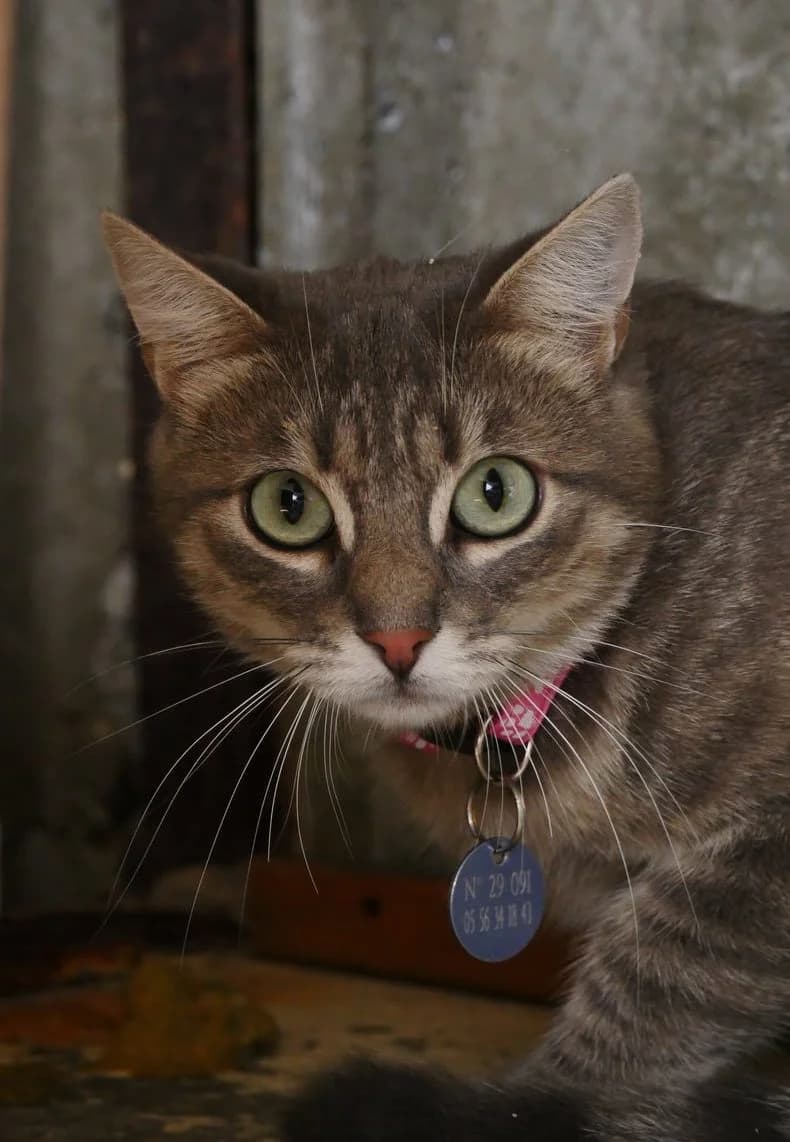 Polenta, female young Mixed Breed for adoption at SPA de Bordeaux et du Sud-Ouest, Bordeaux