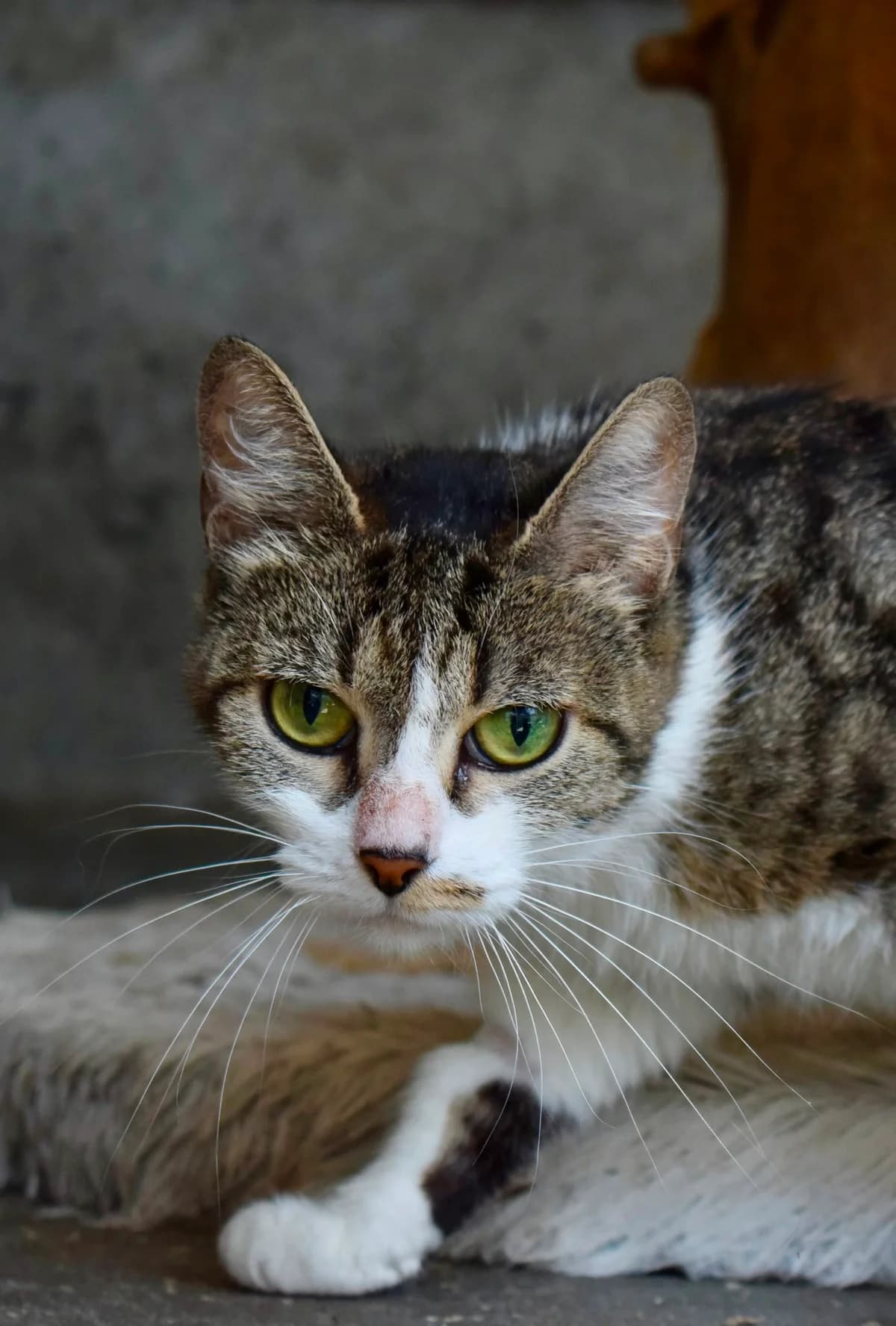 Baïa, female young Mixed Breed for adoption at SPA de Bordeaux et du Sud-Ouest, Bordeaux