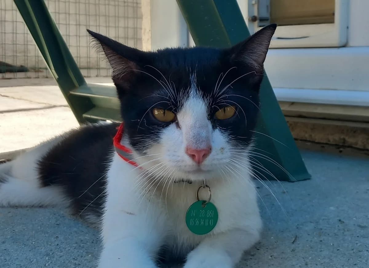 Harley, male young Mixed Breed for adoption at SPA de Bordeaux et du Sud-Ouest, Bordeaux