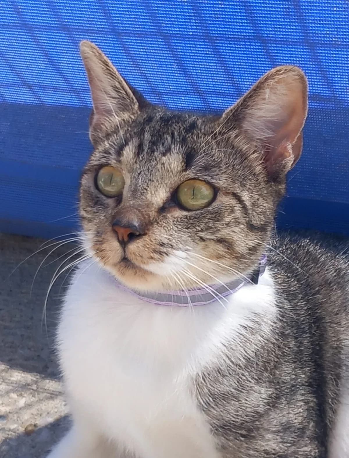 Balia, female young Mixed Breed for adoption at SPA de Bordeaux et du Sud-Ouest, Bordeaux