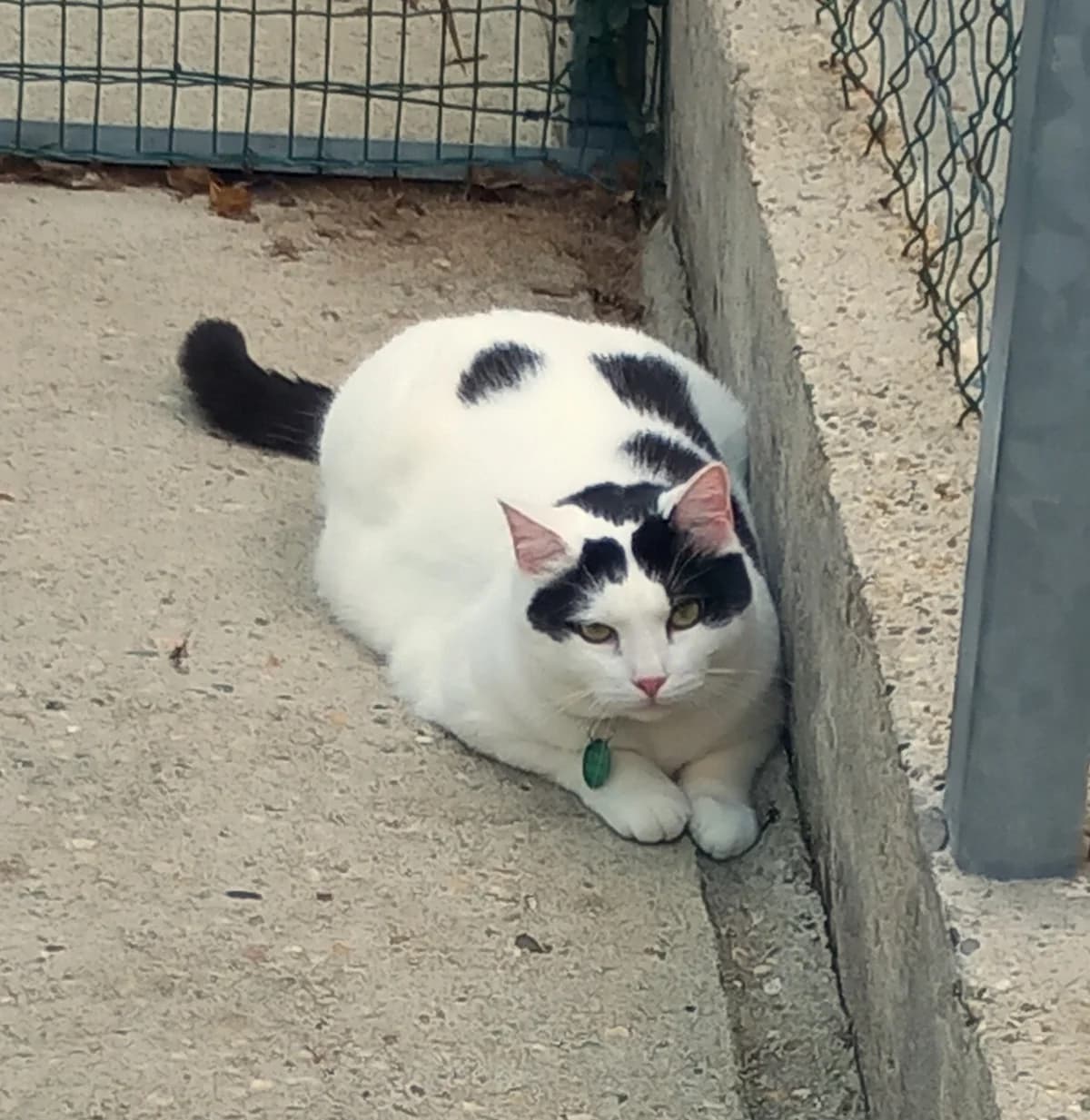 Woody, male 6yo Mixed Breed for adoption at SPA de Bordeaux et du Sud-Ouest, Bordeaux