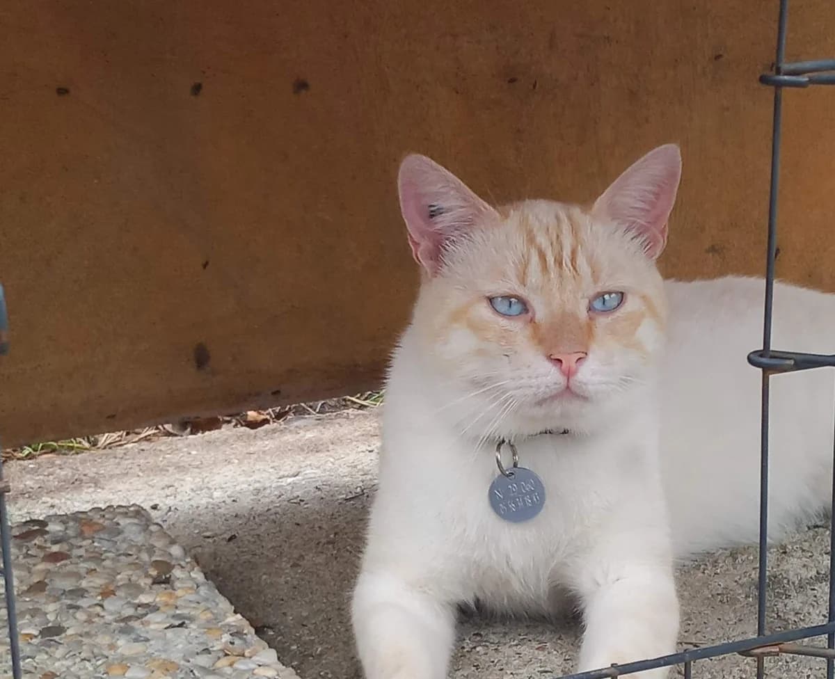 Blood, male 6yo Mixed Breed for adoption at SPA de Bordeaux et du Sud-Ouest, Bordeaux