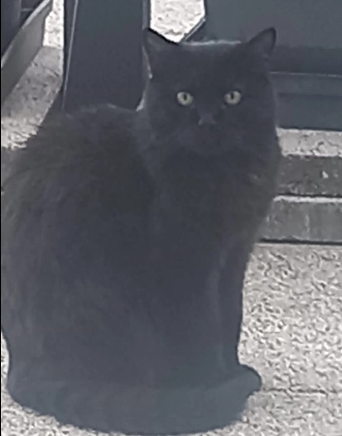 Boule, male senior Mixed Breed for adoption at SPA de Bordeaux et du Sud-Ouest, Bordeaux