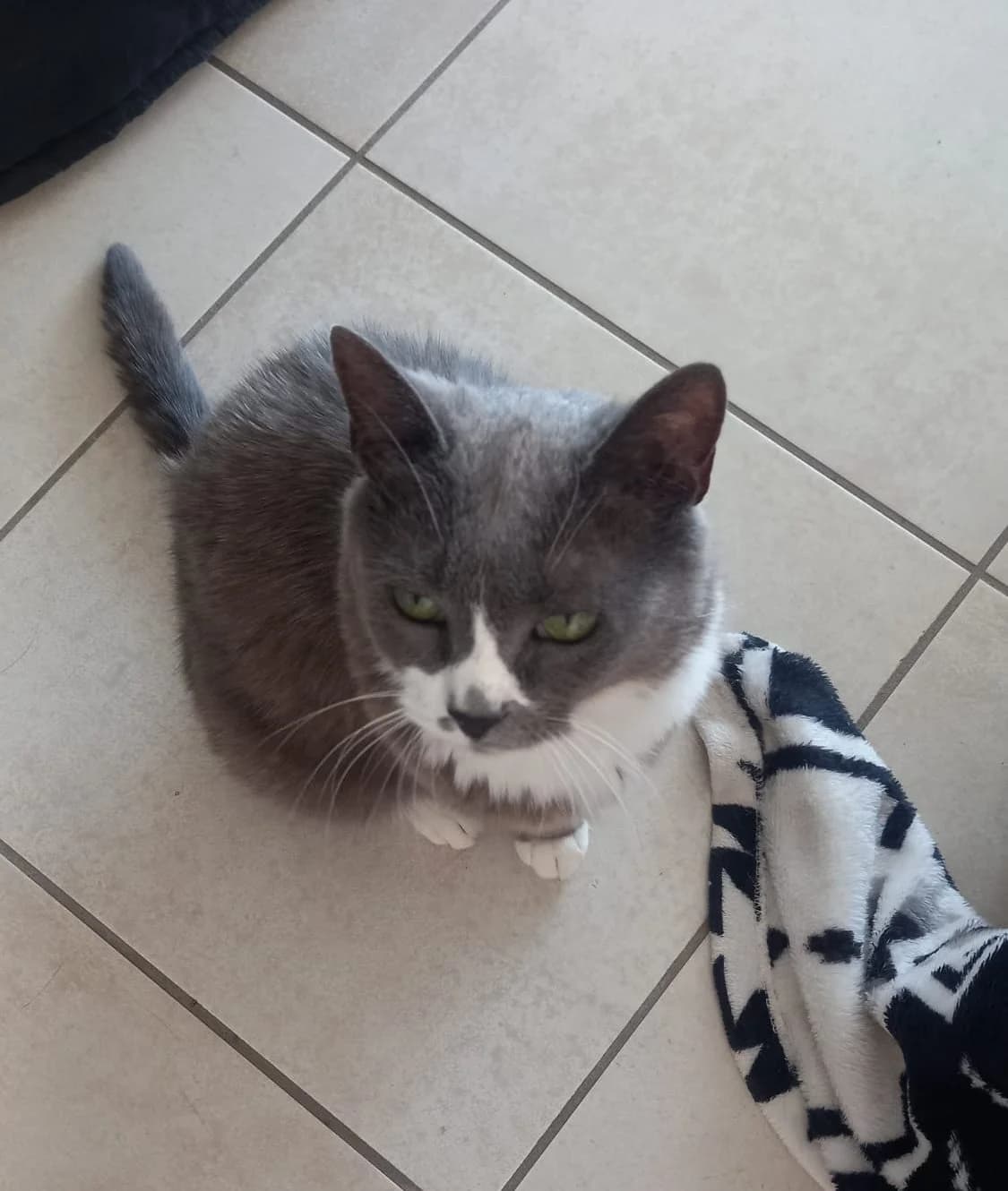 Mitoune, female senior Mixed Breed for adoption at SPA de Bordeaux et du Sud-Ouest, Bordeaux