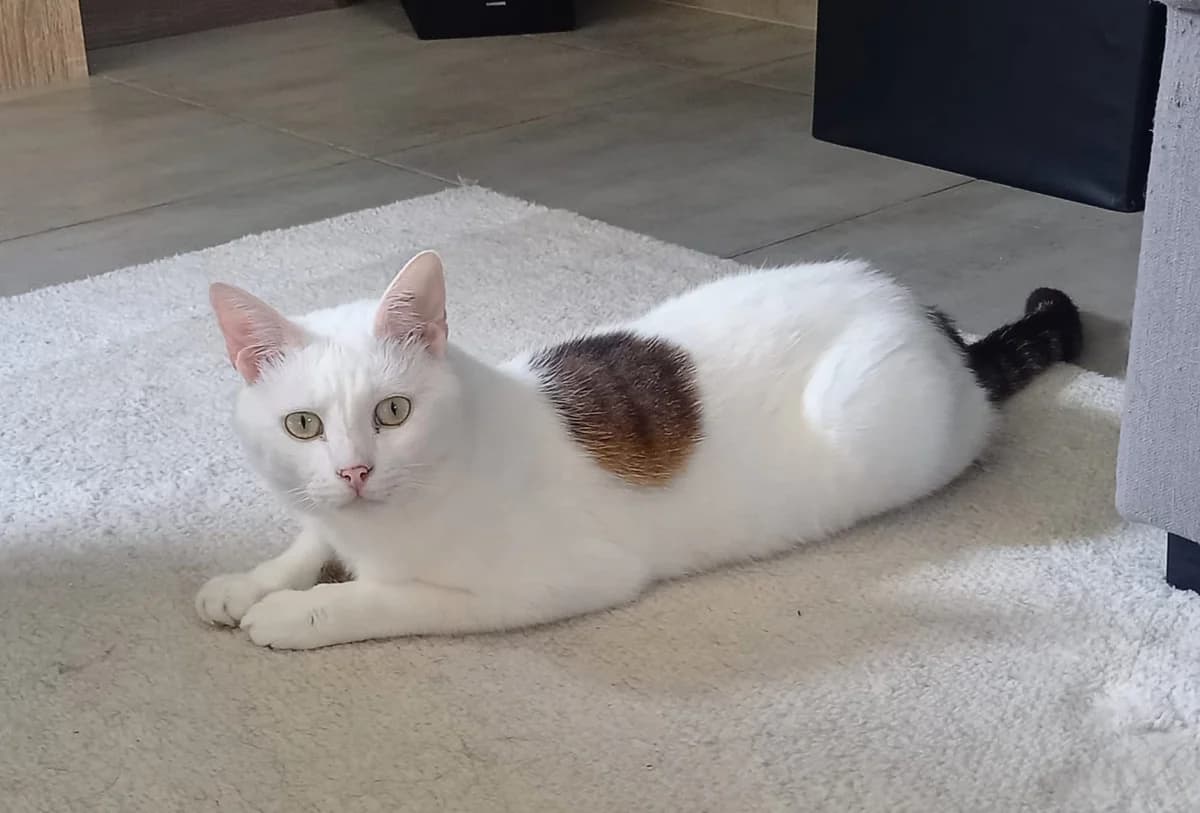 Flébus, male 3yo Mixed Breed for adoption at SPA de Bordeaux et du Sud-Ouest, Bordeaux