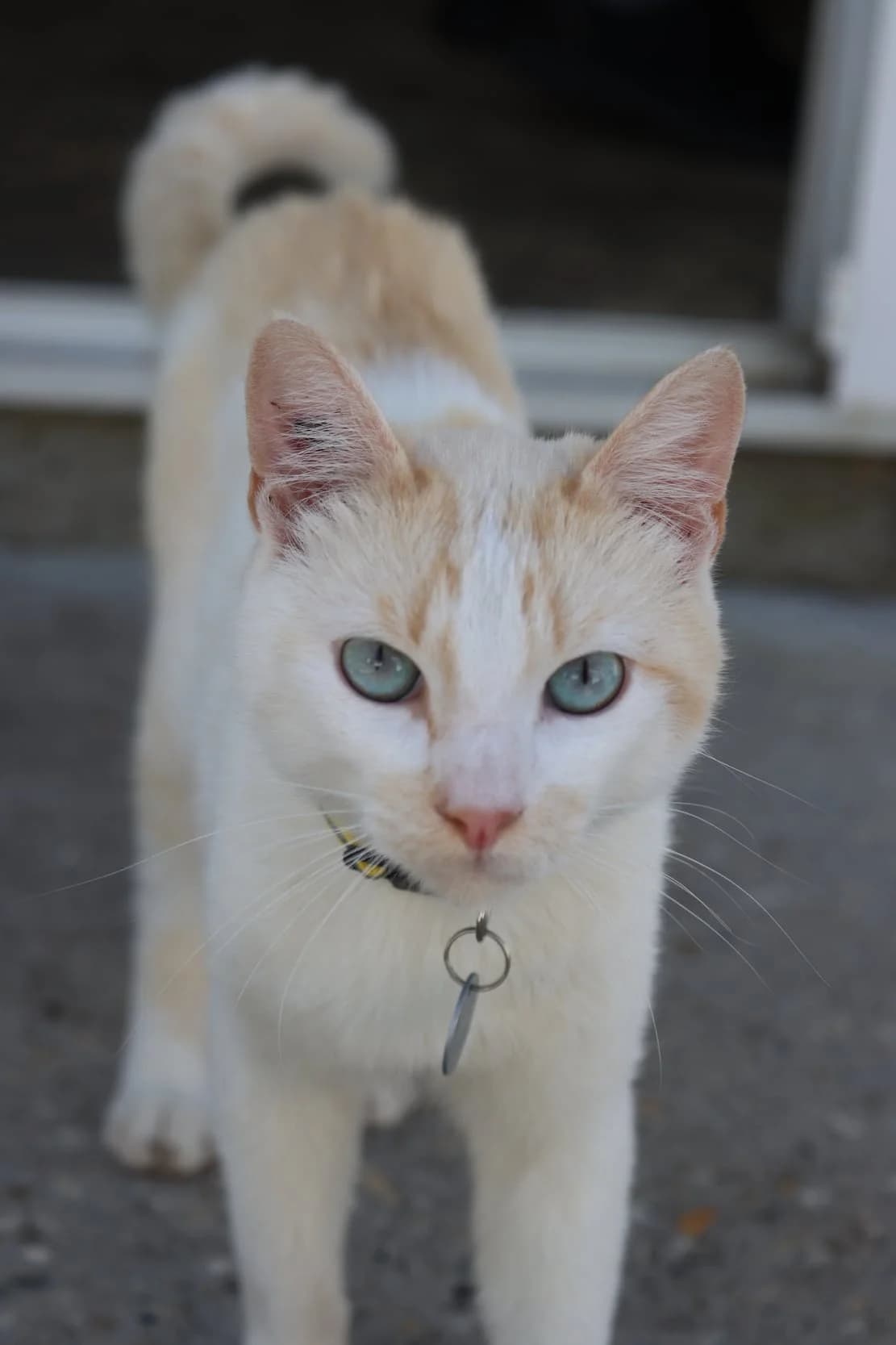 Snowball, male young Mixed Breed for adoption at SPA de Bordeaux et du Sud-Ouest, Bordeaux