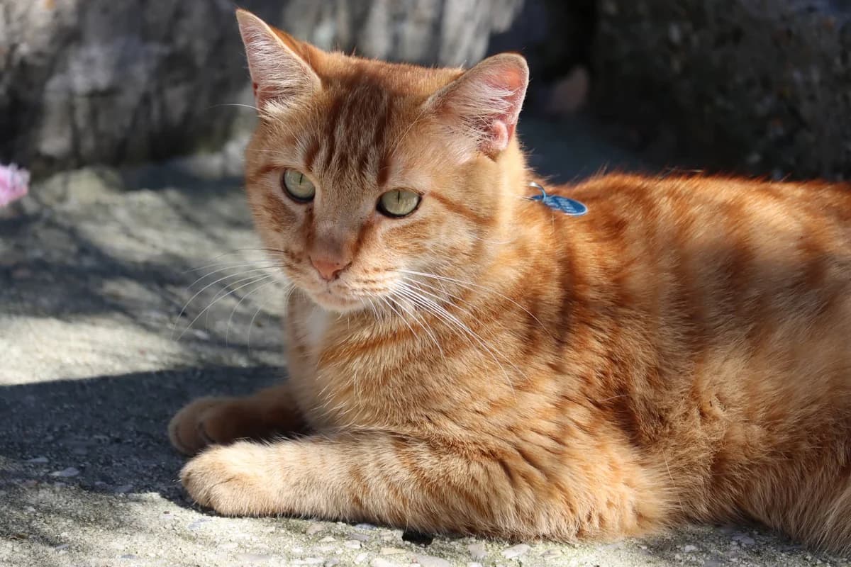 Minu, male 6yo Mixed Breed for adoption at SPA de Bordeaux et du Sud-Ouest, Bordeaux