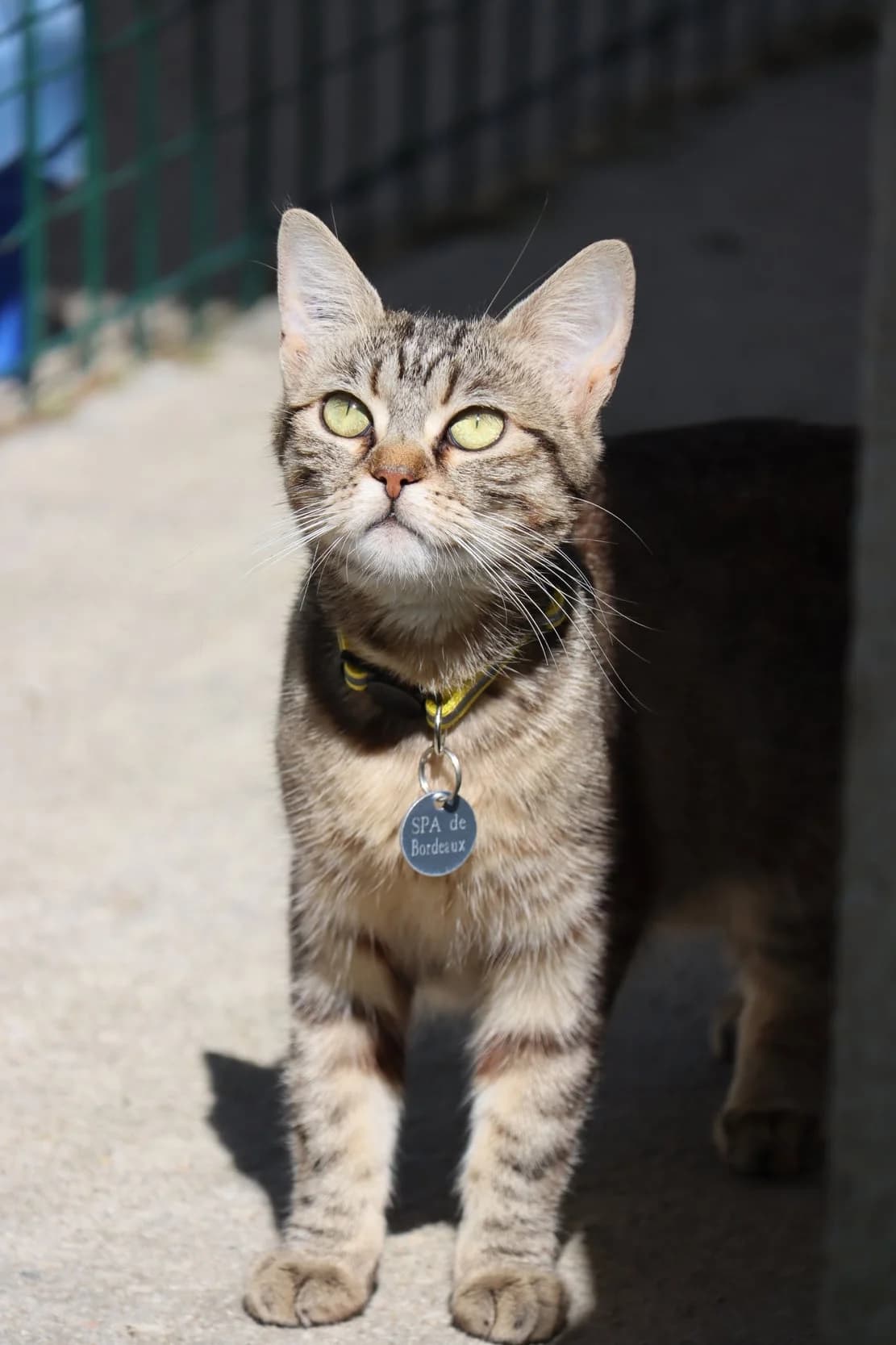 Rory, female young Mixed Breed for adoption at SPA de Bordeaux et du Sud-Ouest, Bordeaux