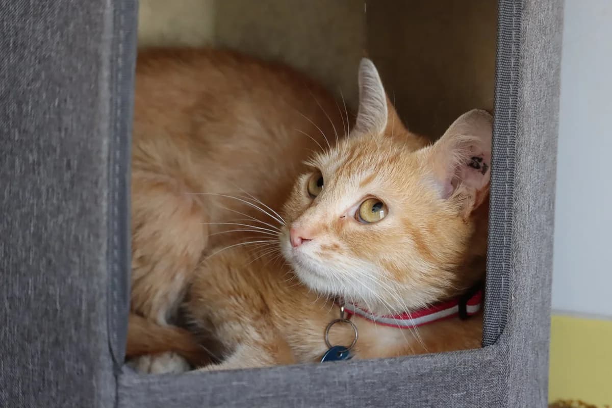 Willow, female young Mixed Breed for adoption at SPA de Bordeaux et du Sud-Ouest, Bordeaux
