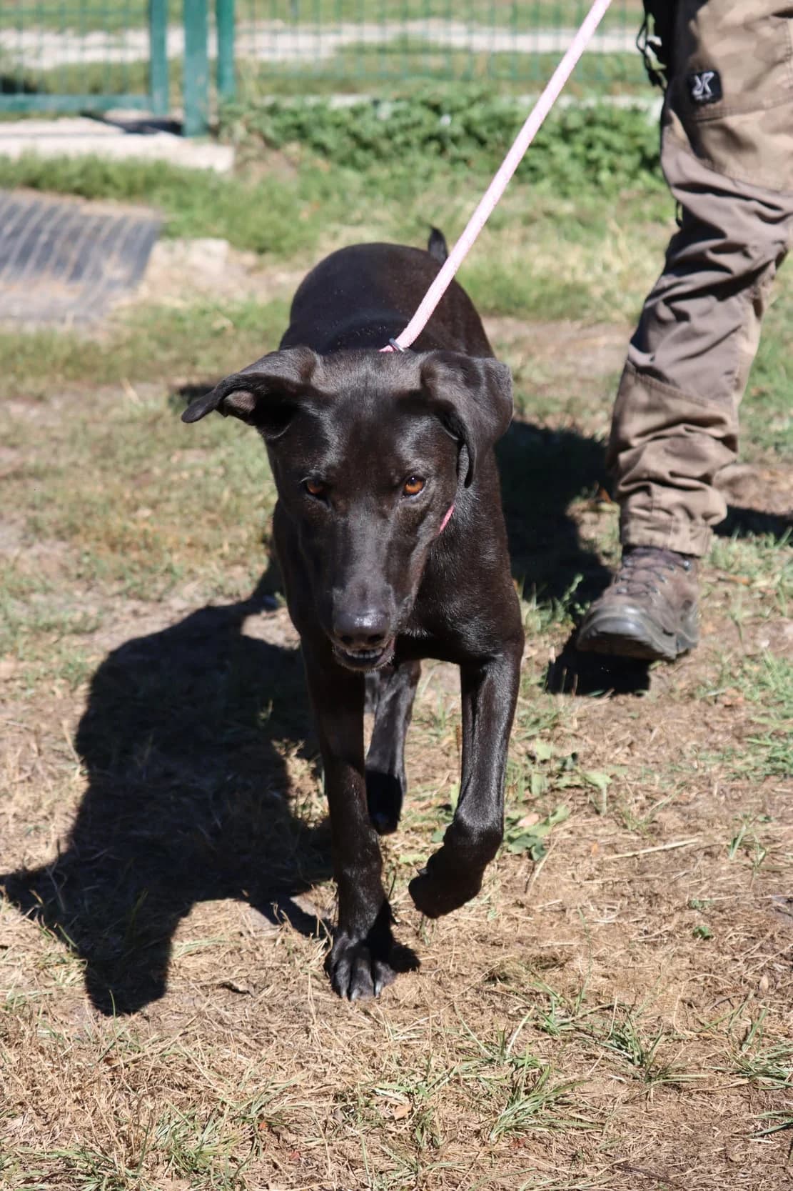 Leika, female young mixed breed for adoption at SPA de Bordeaux et du Sud-Ouest, Bordeaux