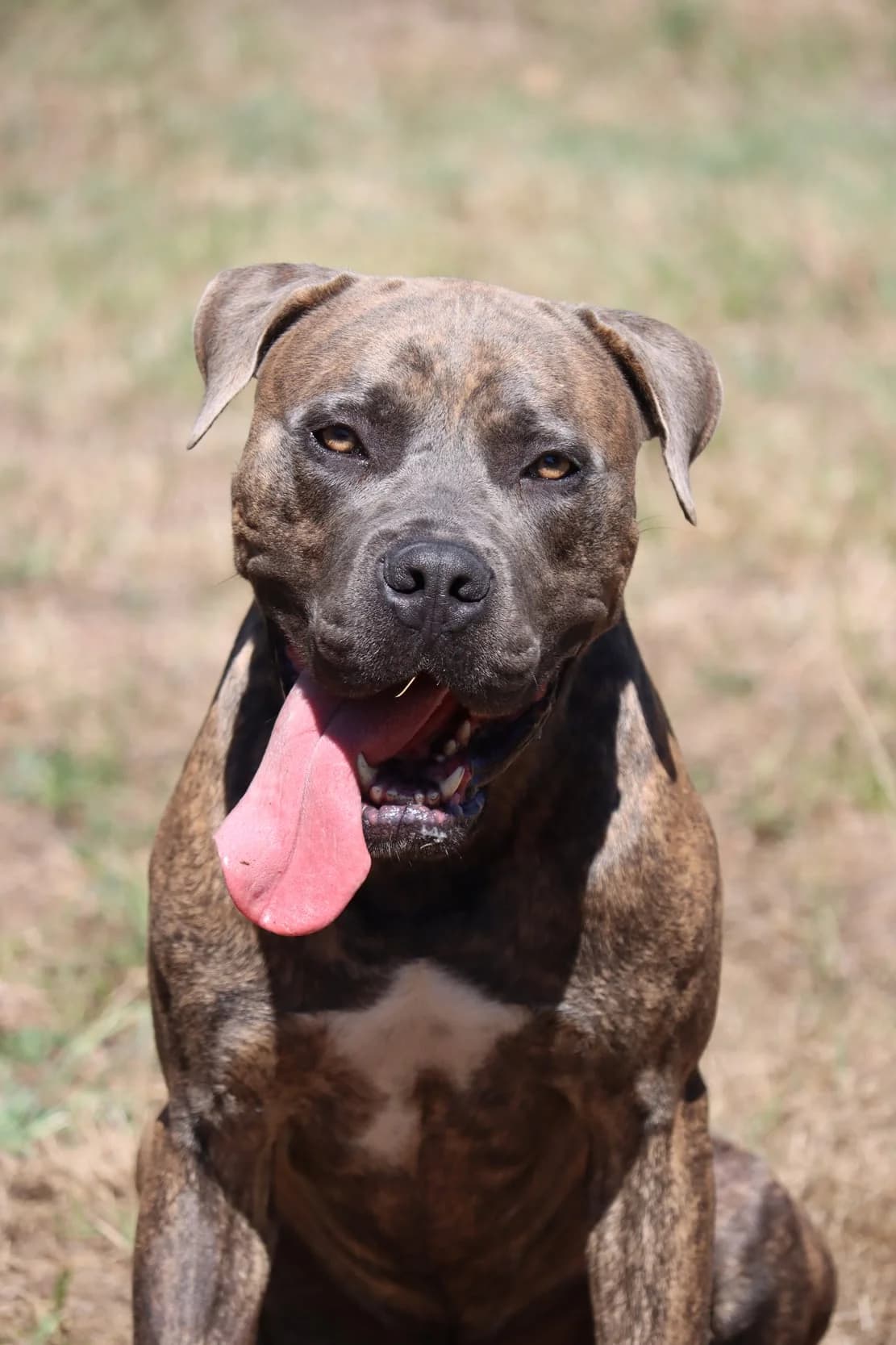 Vini, male young Cane Corso for adoption at SPA de Bordeaux et du Sud-Ouest, Bordeaux