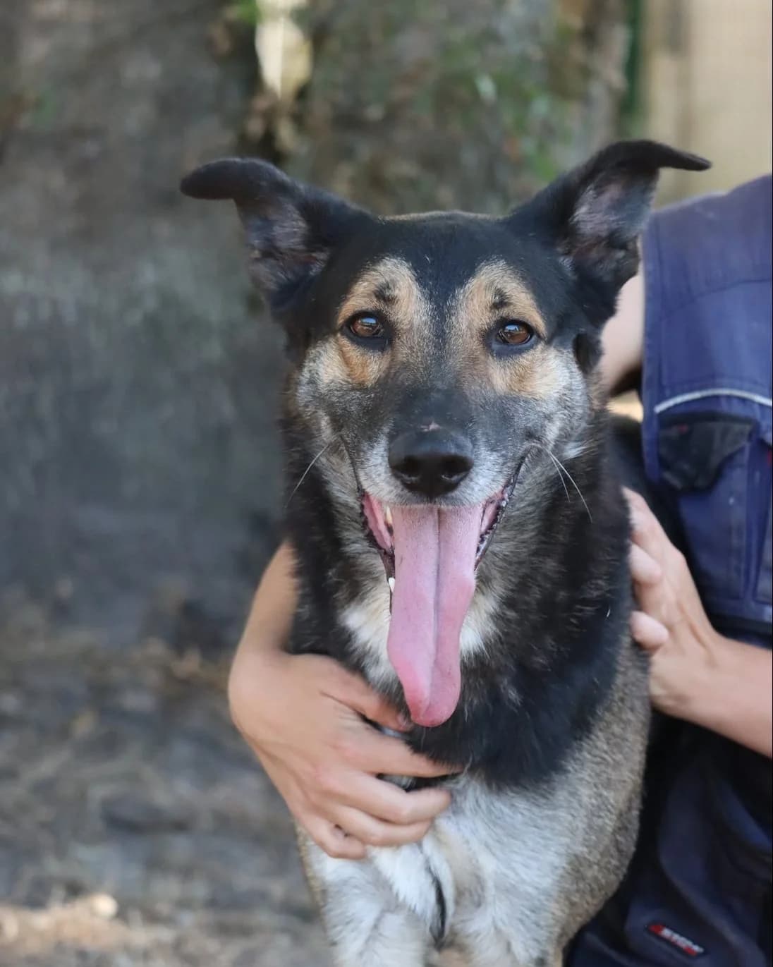 Tokarev, male 5yo Belgian Malinois for adoption at SPA de Bordeaux et du Sud-Ouest, Bordeaux