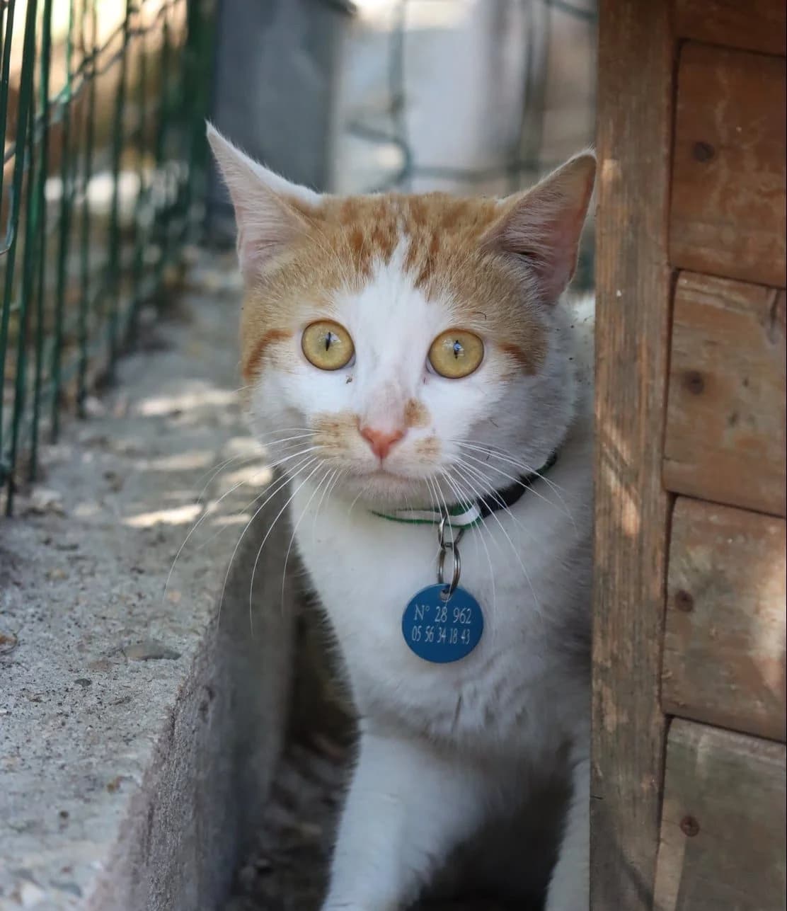 Tyr, male young Mixed Breed for adoption at SPA de Bordeaux et du Sud-Ouest, Bordeaux