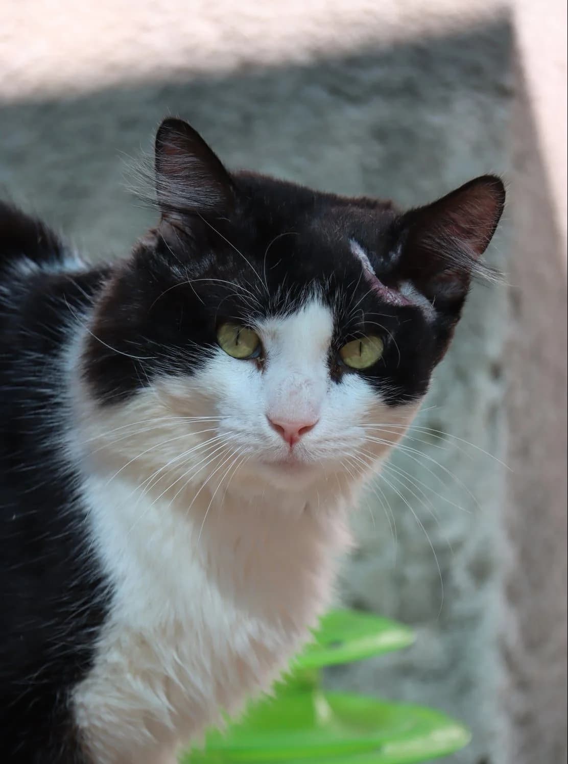 Thor, male 4yo Mixed Breed for adoption at SPA de Bordeaux et du Sud-Ouest, Bordeaux