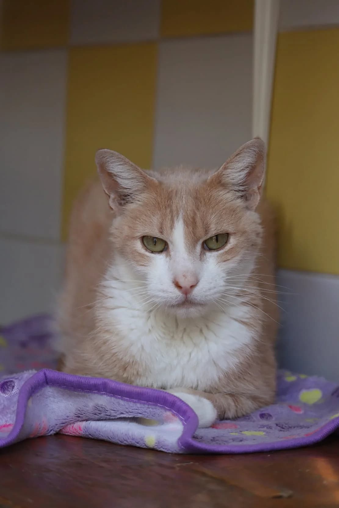 Papouch, male senior Mixed Breed for adoption at SPA de Bordeaux et du Sud-Ouest, Bordeaux